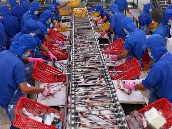 A Vietnamese factory processing tra fish for exports (Illustrative image. Source: VNA)