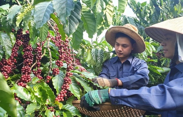 Farmers harvest coffee in Lam Dong Province (Photo: VNA)