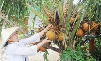 Profit reaches hundreds of million VND per year thanks to coconut cultivation