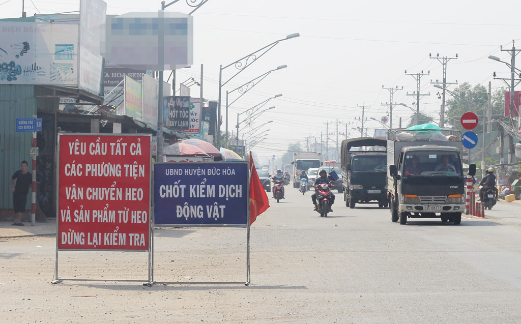 An average of 2-4 vehicles transport pigs through animal quarantine checkpoints with a total of over 500 pigs per day