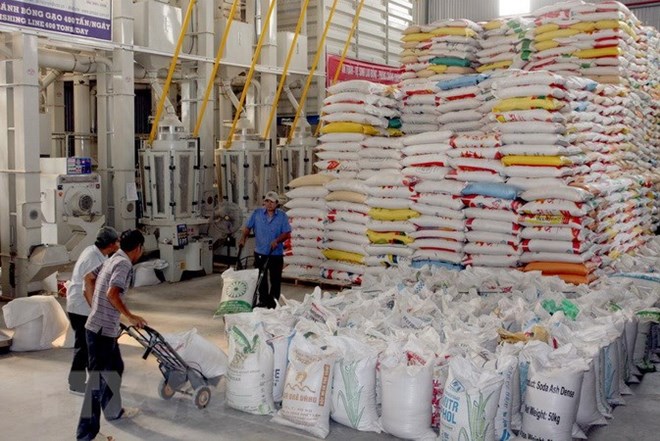 Vietnam earned 1.21 billion USD from exporting an estimated 2.83 million tonnes of rice during January-May. (Photo: VNA)