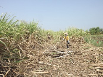 Long An: Sugarcane area decreases by over 58 percent