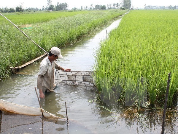 A man harvests prawn in his mixed rice-prawn farm in the Mekong Delta. (Source: VNA)