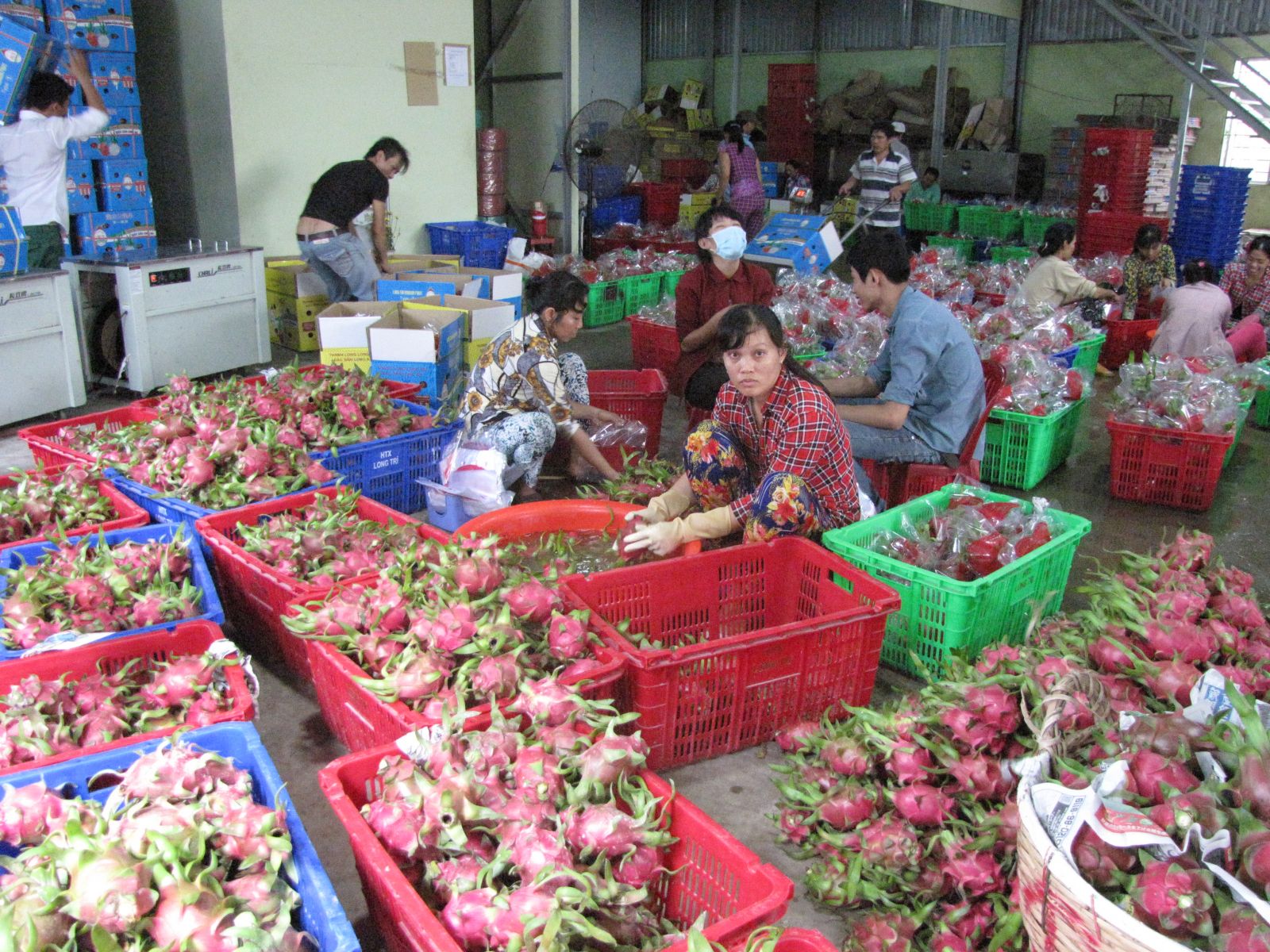 Pre-processing dragon fruit in Chau Thanh district