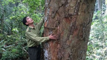 Bac Kan zones off nearly 600 hectares to protect ancient trees