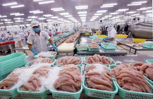 Processing of tra fish for export at the Can Tho Import-Export JSC. (Photo: VNA) 