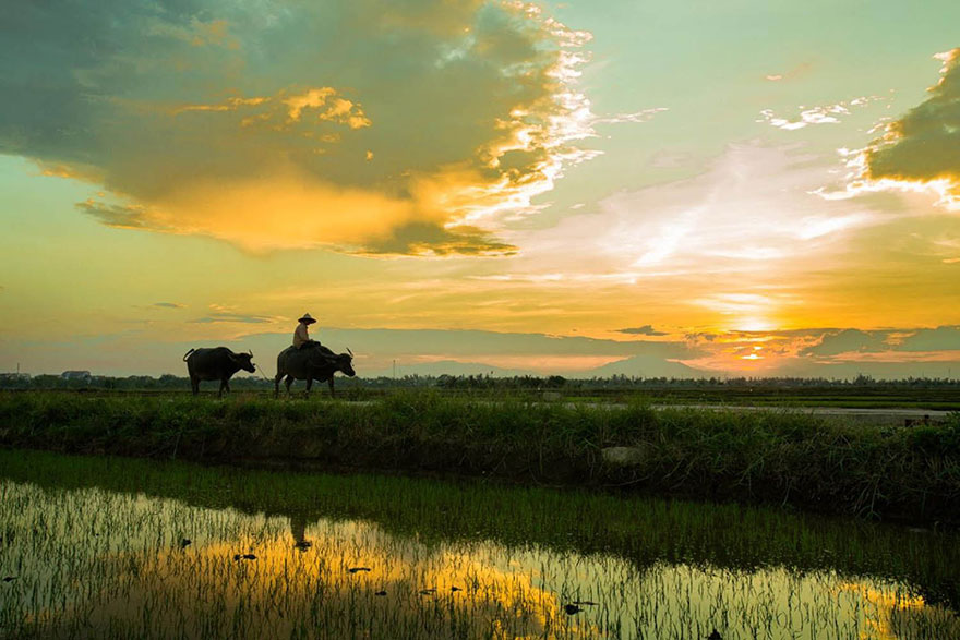 Đường về nhà sẽ đẹp hơn bao giờ hết vào hoàng hôn và trong làng quê. Hãy xem các bức ảnh xuất sắc trên trang Báo Long An Online để cảm nhận vẻ đẹp độc đáo của quê hương Việt Nam.