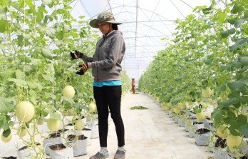 Thanh An: High-tech melon planting is effective