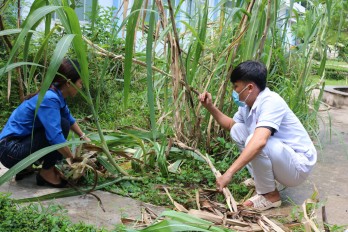 Hiệu quả công trình Vườn thuốc Nam của đoàn viên, thanh niên