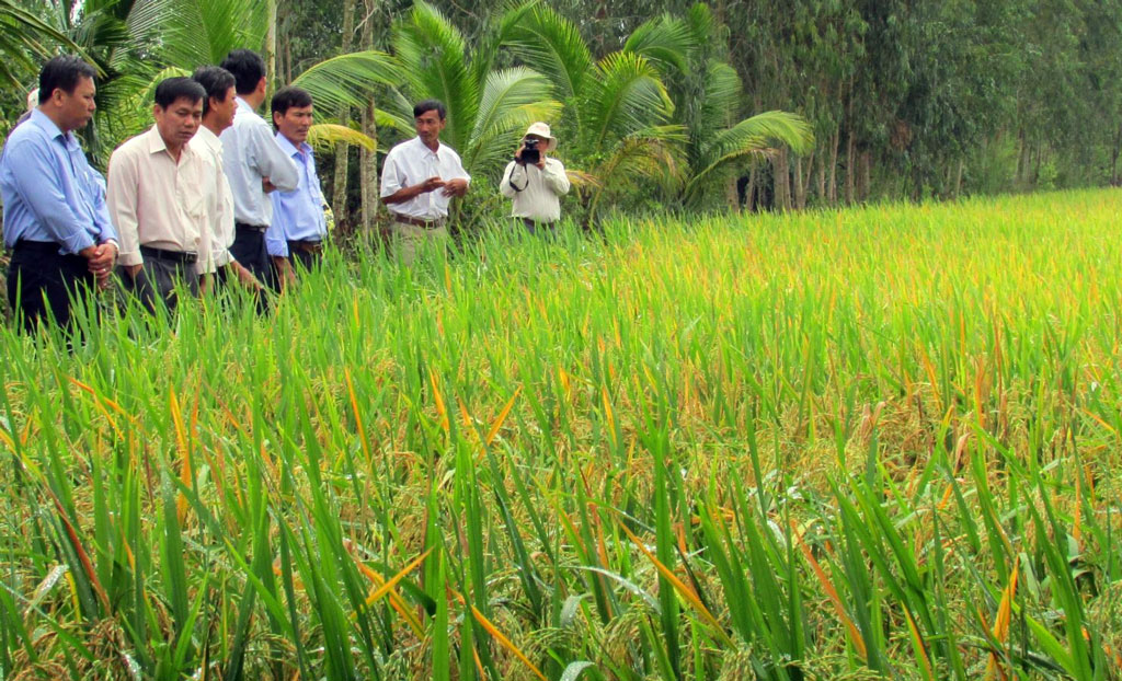 The set of OM rice varieties recommended by the agricultural sector is also a good rice variety growing in environments of high salinity