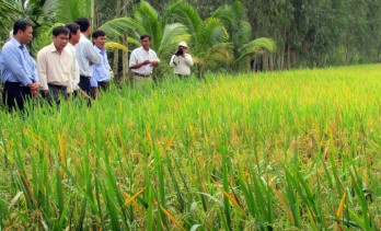 Long An builds strategic rice variety with provincial brand