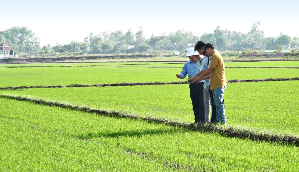 Farmers in Hung Thanh commune, Tan Hung district visit rice fields growing well after being sown more than 10 days 