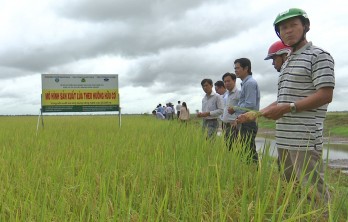 Vĩnh Hưng: Sản xuất lúa ứng dụng công nghệ cao giảm chi phí, tăng lợi nhuận