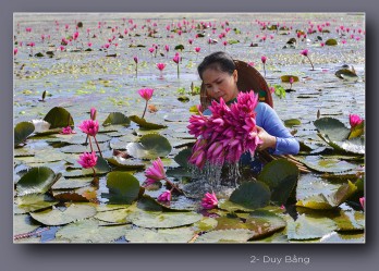 Water Lily Flowers in harvest season