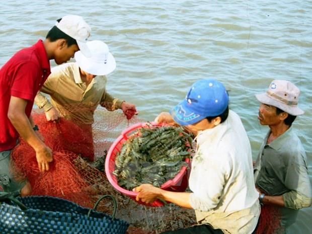 Shrimp harvesting in Bac Lieu province (Photo: VNA)