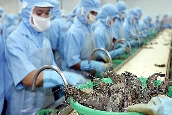 The zero percent tax is great news for the Vietnamese shrimp sector. (Photo: enternews.vn)