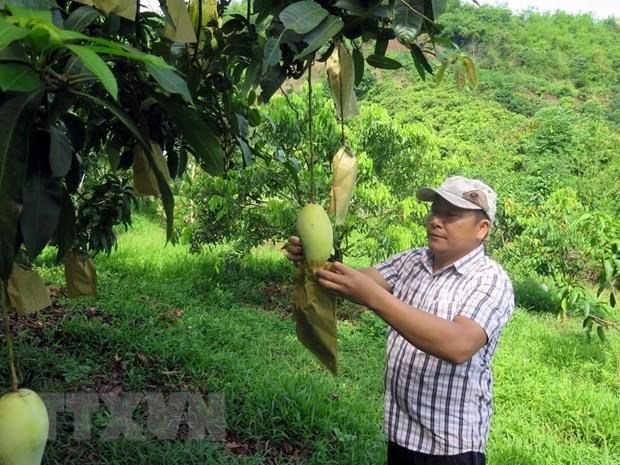 Mangoes are covered in paper bags to have a good look and protect them from insects (Photo: VNA)