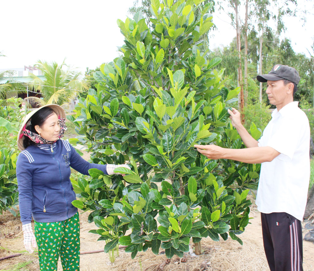 Gia đình anh Lê Hữu Phước trồng và chăm sóc 100 cây mít thái để kiếm thêm thu nhập, phát triển kinh tế gia đình