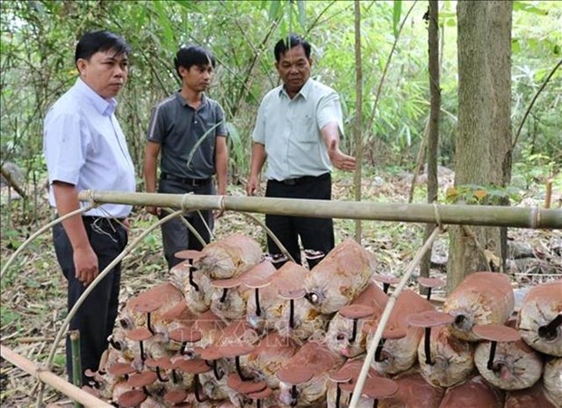 Experts from the Phuoc Binh national park checking the mushrooms planted under the forest canopy. (Photo: VNA)