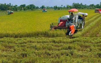 Local rice industry needs technology in preservation, processing