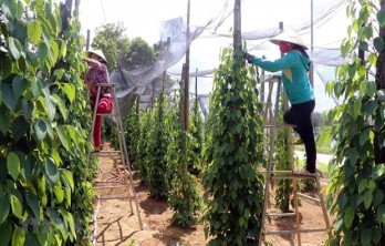 Vietnam’s pepper sector targets sustainable development