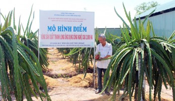 Hi-tech dragon fruits planting brings efficiency