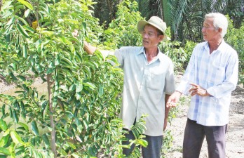 Trồng bình bát ghép mãng cầu gai trên đất ngập mặn