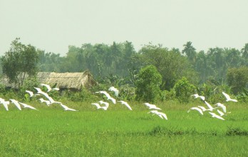 Màu nắng quê