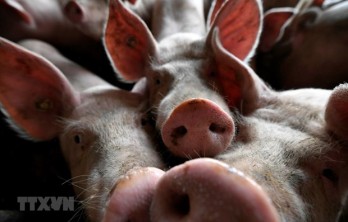 Timor Leste reports African swine fever outbreaks