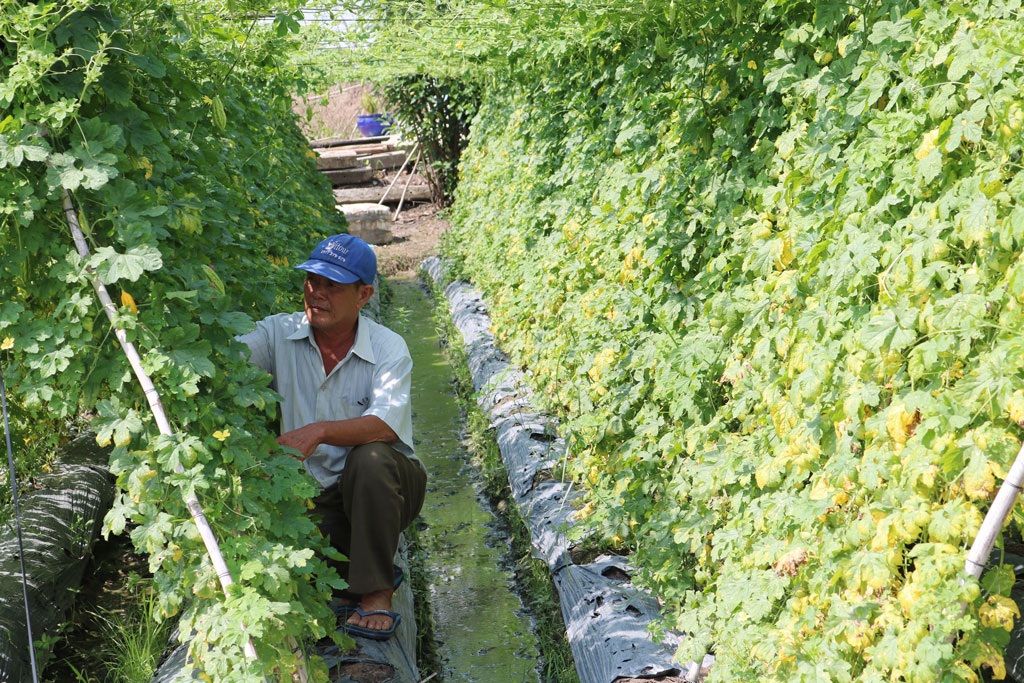 Members of Rung Dau Trade - Agricultural services Cooperatives harvest bitter melon