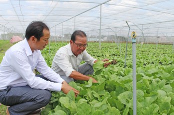 Thành công từ trồng rau trong nhà lưới