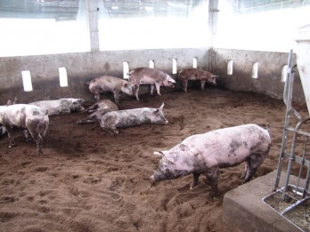 Long An People's Committee advises not to repopulate pig herds when African swine fever is not controlled