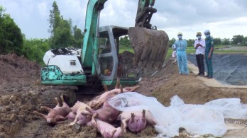 Vinh Hung: No more new outbreak of African swine fever detected