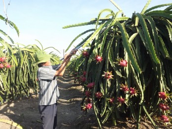 Long An has over 2,000-hectare high-tech dragon fruit