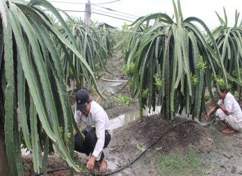 Application of high technology to growing dragon fruits is right direction