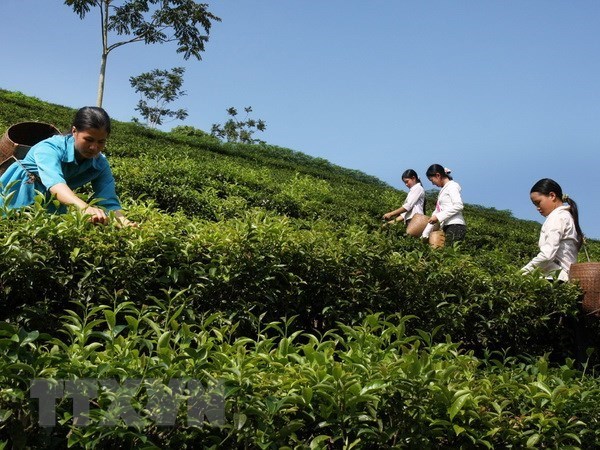 Farmers harvest tea in Son La province's Moc Chau district. (Photo: VNA)