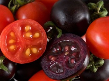 Phát triển giống cà chua tím biến đổi gene giàu anthocyanin