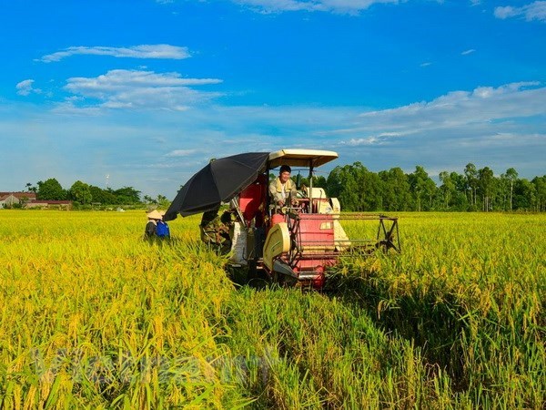 A rice field in the Mekong Delta (Photo: VNA)