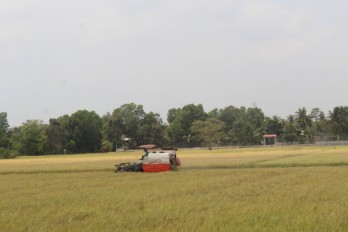 Fragrant rice, high quality rice structured to account for 55 percent of production area