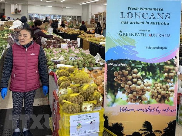 Longan has become the fourth kind of Vietnamese fruit to be exported to Australia (Photo: VNA)