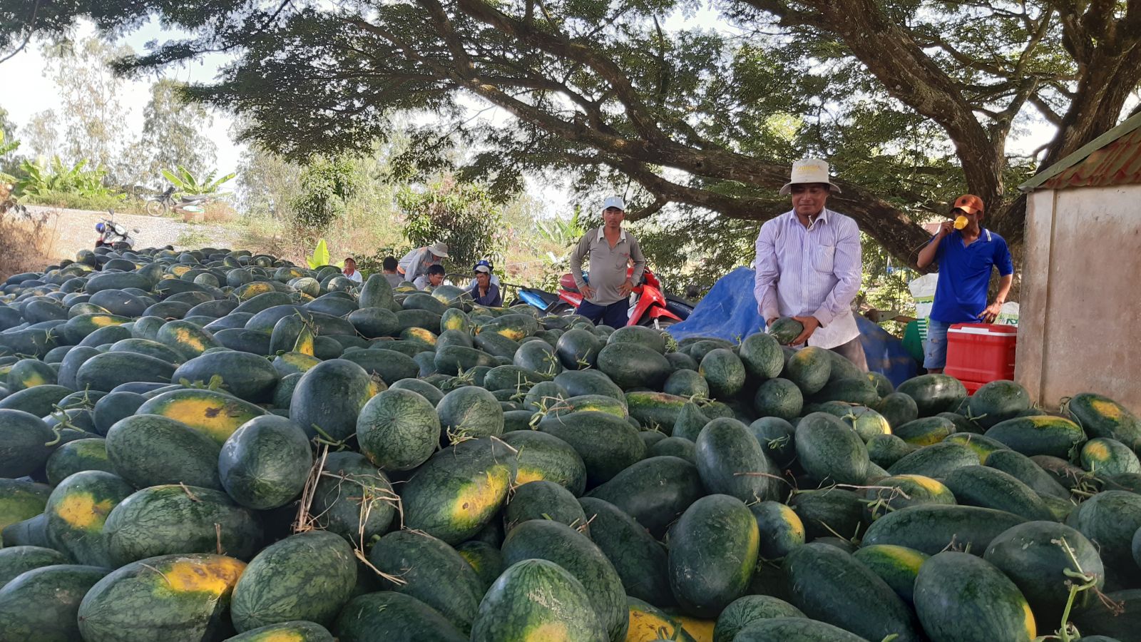 Summer-Autumn watermelon crop, farmers profit from 50-80 million VND per hectare