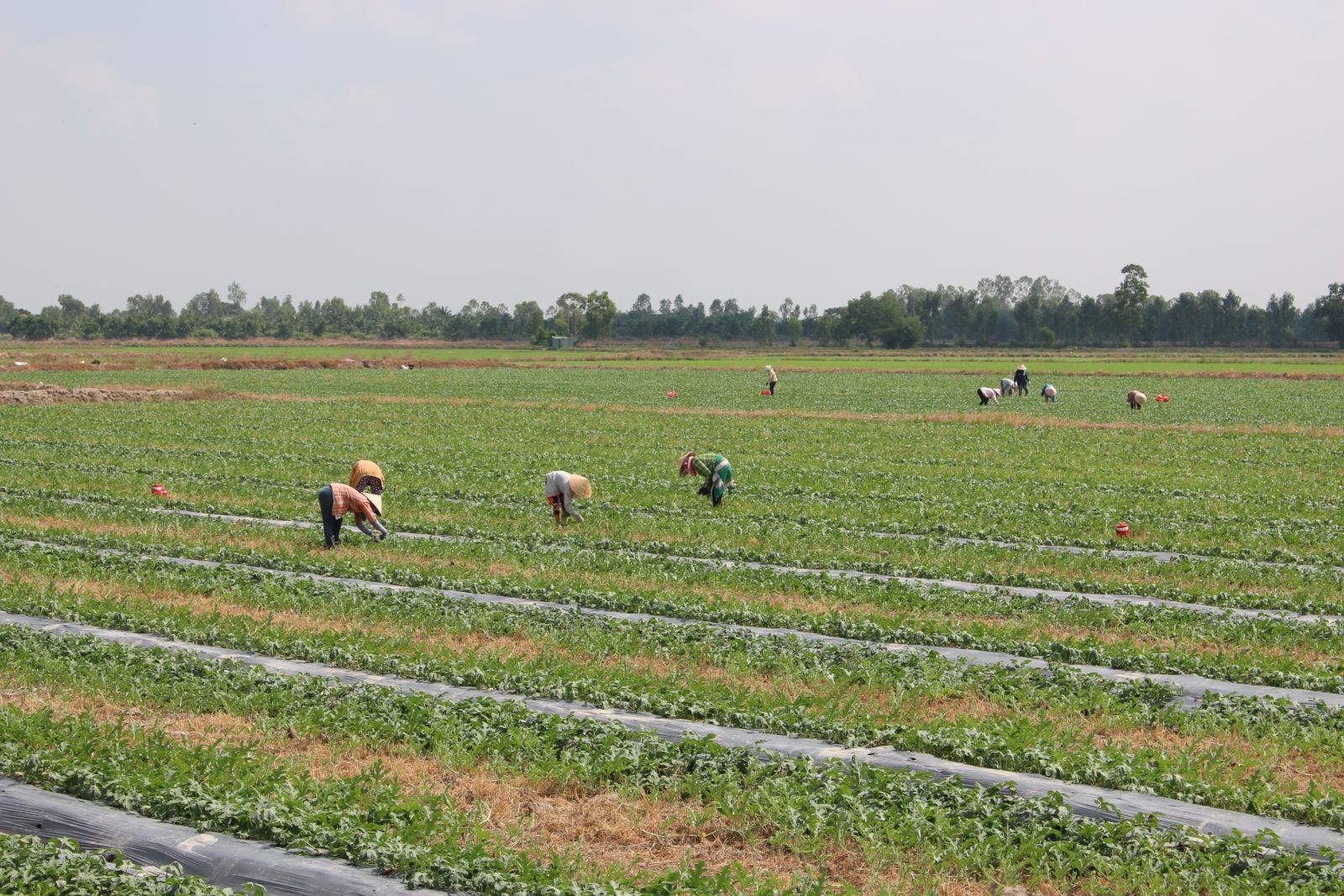 Farmers in Vinh Hung plant more than 150 hectares of watermelon for Tet market