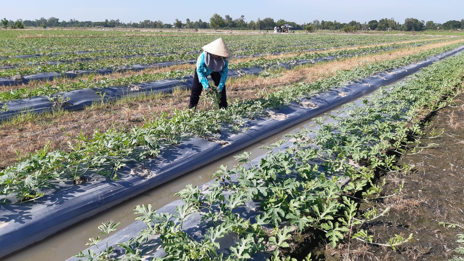 Farmers actively take care of watermelon