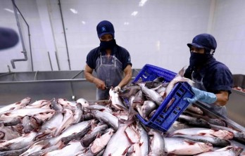 Tra fish exports to Russia slump