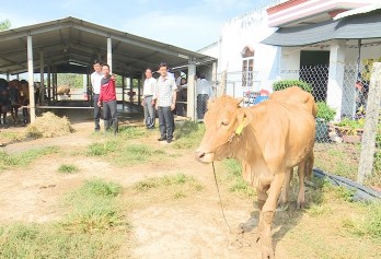 Vice Chairman of Long An Provincial People's Committee - Pham Van Canh works on supporting pilot cattle-feeding cooperatives applying high technology