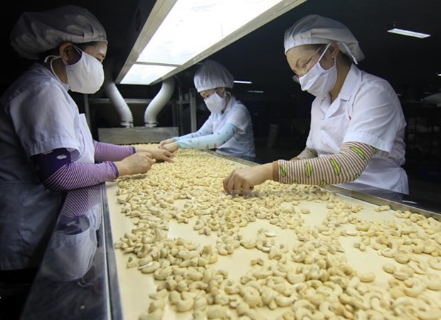 Processing cashew nuts for export (Source: VNA)