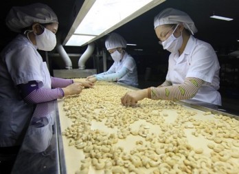 Vietnam targets 4 billion USD from cashew exports in 2020