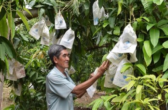 Dong Thap province to expand area under mango