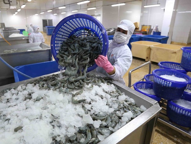 The shrimp processing factory of the Minh Phu Seafood Corporation in Ca Mau province (Photo: VNA)