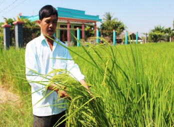 Nang Thơm Cho Dao rice is ready to be harvested